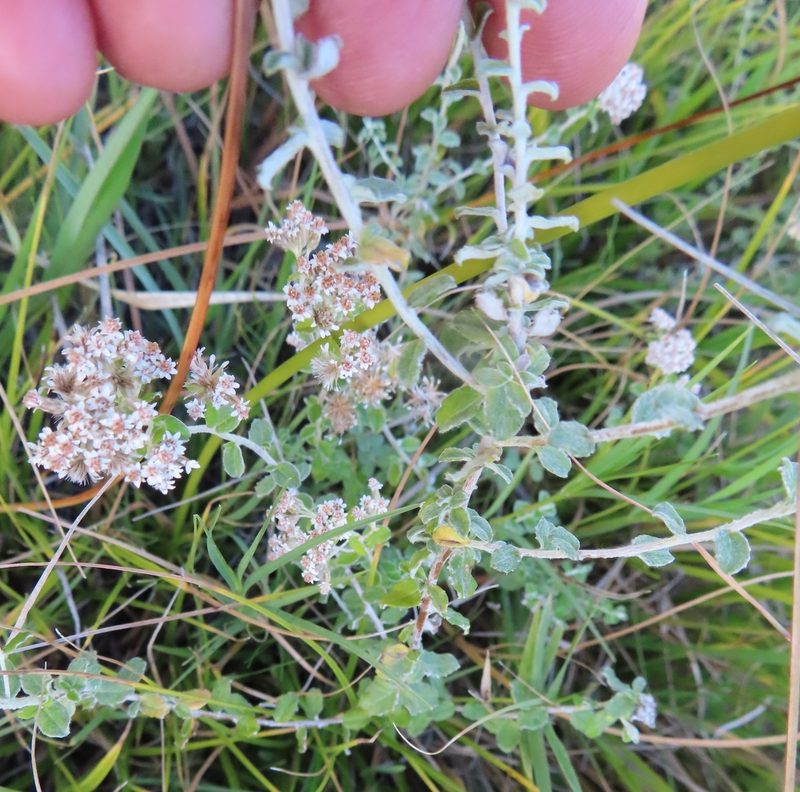 Plecostachys serpyllifolia, photographed by linkie