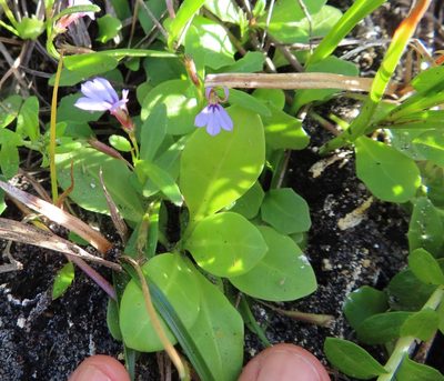 Lobelia anceps, photographed by linkie