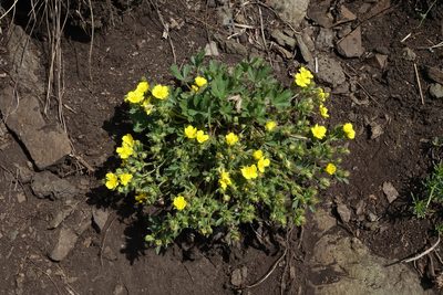 Potentilla humifusa, photographed by Oleg Kosterin