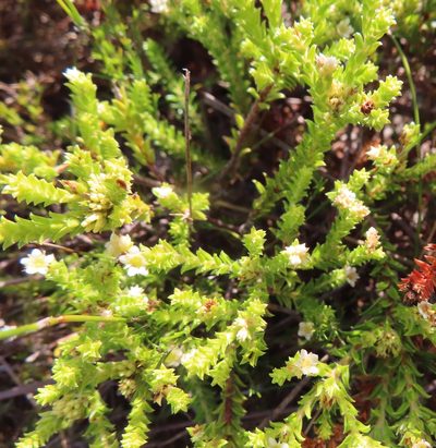 Diosma haelkraalensis, photographed by linkie