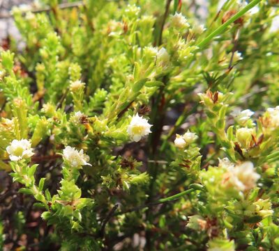 Diosma haelkraalensis, photographed by linkie