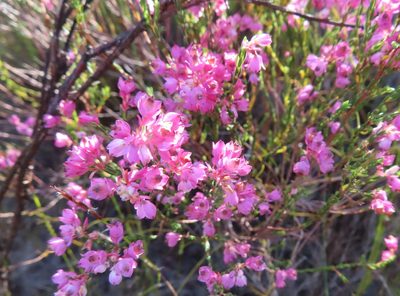 Erica corifolia, photographed by linkie