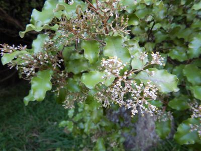 Olearia paniculata, photographed by Jon Sullivan