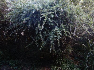 Berberis glaucocarpa, photographed by Jon Sullivan