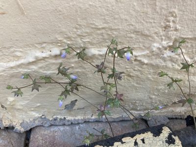 Campanula erinus, photographed by Andre Hosper