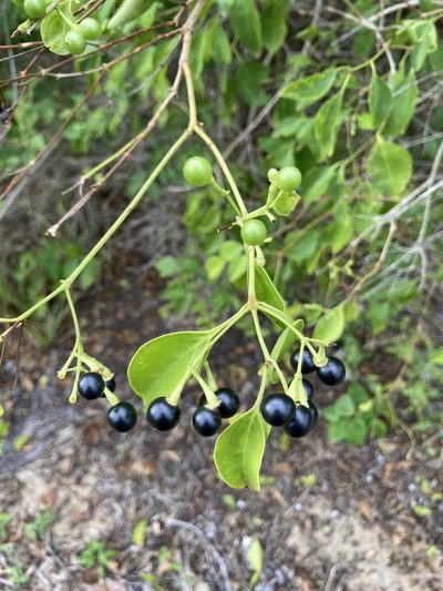 Jasminum simplicifolium, photographed by Bethlea Bell