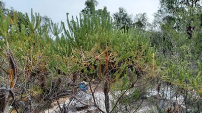 Banksia ericifolia, photographed by Peter Crowcroft