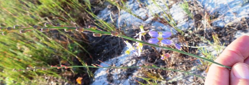 Heliophila linearis, photographed by linkie