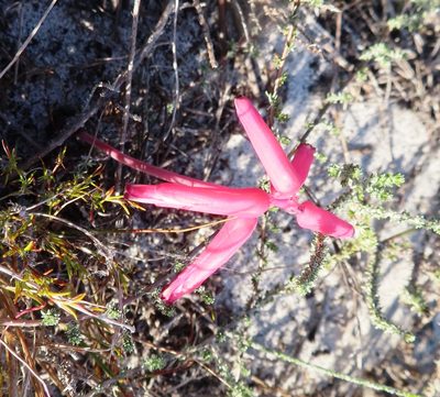 Lachenalia punctata, photographed by linkie