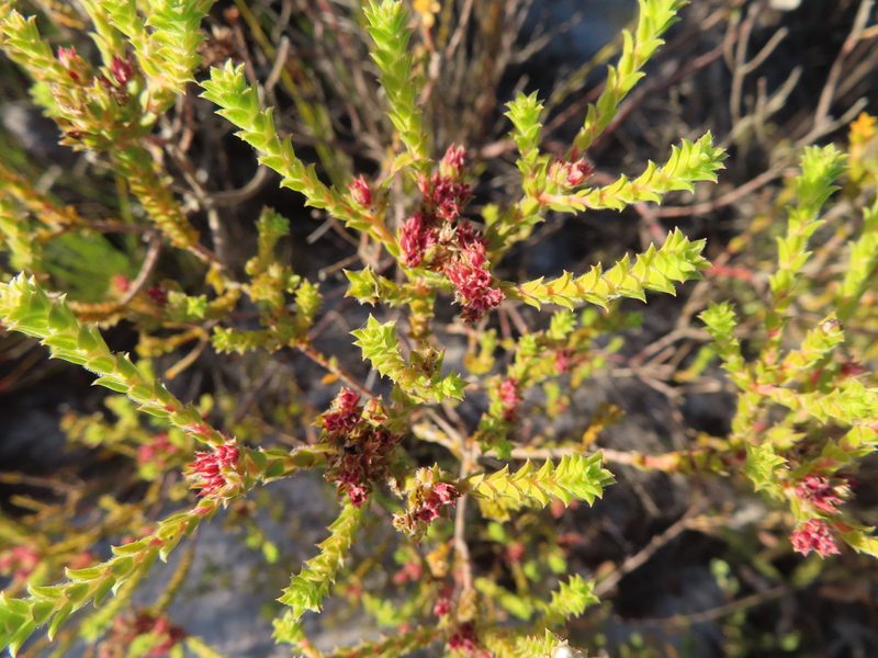 Diosma haelkraalensis, photographed by linkie