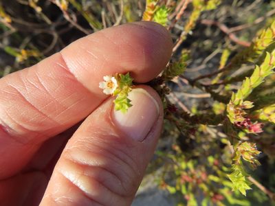 Diosma haelkraalensis, photographed by linkie
