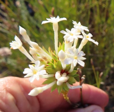 Gnidia pinifolia, photographed by linkie