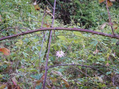 Passiflora tripartita, photographed by Jon Sullivan