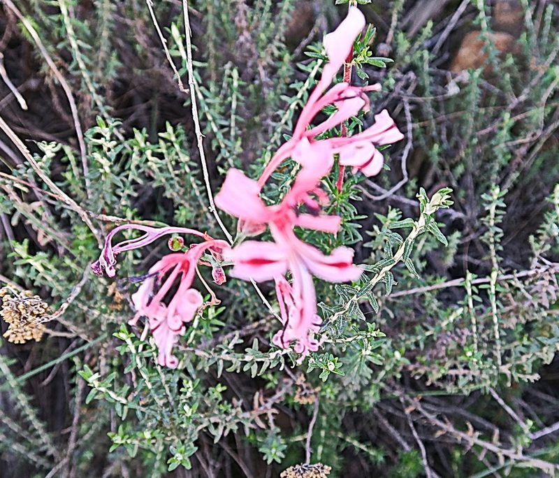 Tritoniopsis revoluta, photographed by Di Turner