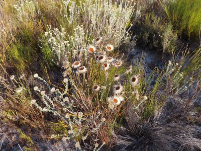 Edmondia sesamoides, photographed by linkie