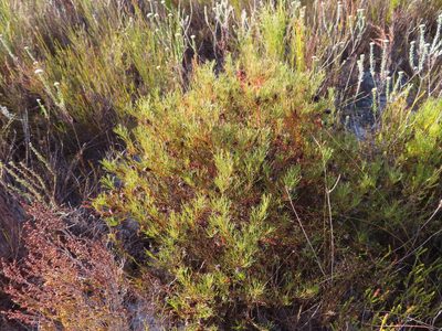 Serruria nervosa, photographed by linkie