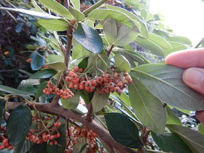 Cotoneaster coriaceus, photographed by Jon Sullivan