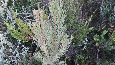 Leucadendron rubrum, photographed by Di Turner
