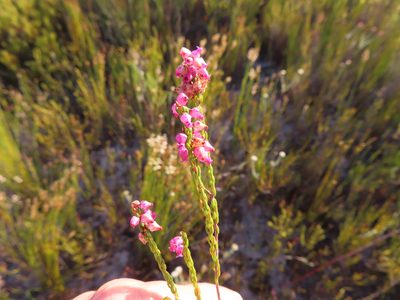 Erica rhopalantha, photographed by linkie