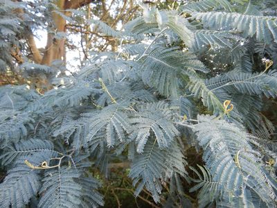 Acacia dealbata, photographed by Jon Sullivan