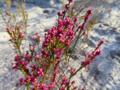 Erica rhopalantha, photographed by linkie