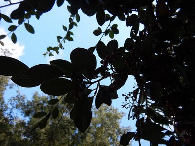 Cotoneaster coriaceus, photographed by Jon Sullivan