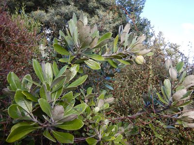 Pittosporum crassifolium, photographed by Jon Sullivan