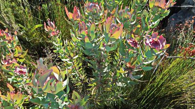 Leucadendron tinctum, photographed by Di Turner