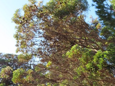 Eucalyptus conferruminata, photographed by linkie
