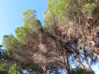 Pinus pinea, photographed by linkie