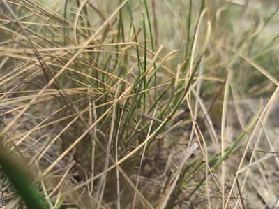 Ephedra distachya, photographed by Valentin Kosterin