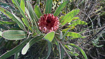 Protea lorifolia, photographed by Di Turner