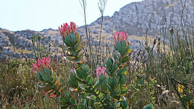 Protea eximia, photographed by Di Turner