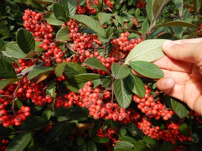 Cotoneaster coriaceus, photographed by Jon Sullivan