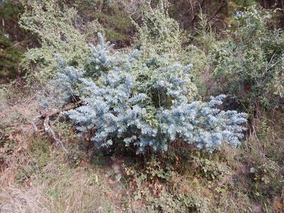 Acacia baileyana, photographed by Jon Sullivan