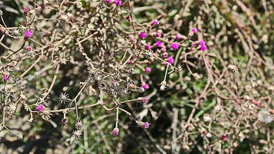 Senecio purpureus, photographed by Di Turner