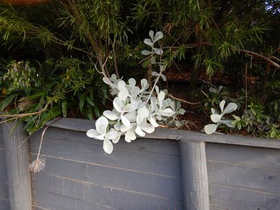 Cotyledon orbiculata, photographed by Jon Sullivan