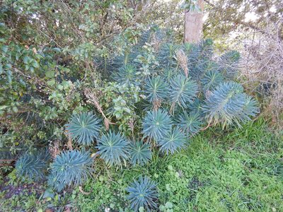 Euphorbia characias, photographed by Jon Sullivan