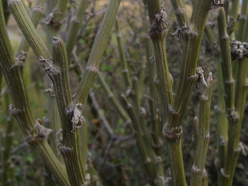 Carmichaelia crassicaulis, photographed by Alice Shanks