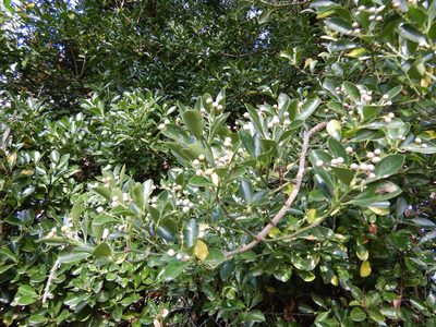 Euonymus japonicus, photographed by Jon Sullivan