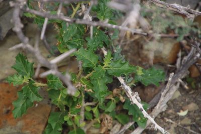 Solanum capense, photographed by Tony Rebelo