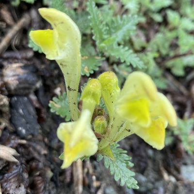 Scutellaria orientalis, photographed by Dag Endresen
