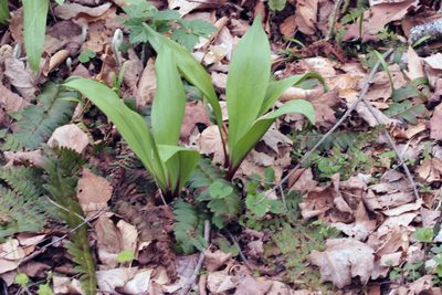 Allium tricoccum, photographed by Trix Niernberger