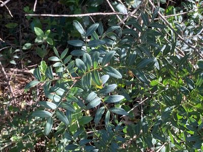 Pistacia lentiscus, photographed by Marc Riera