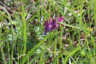Corydalis solida, photographed by Константин Селивёрстов