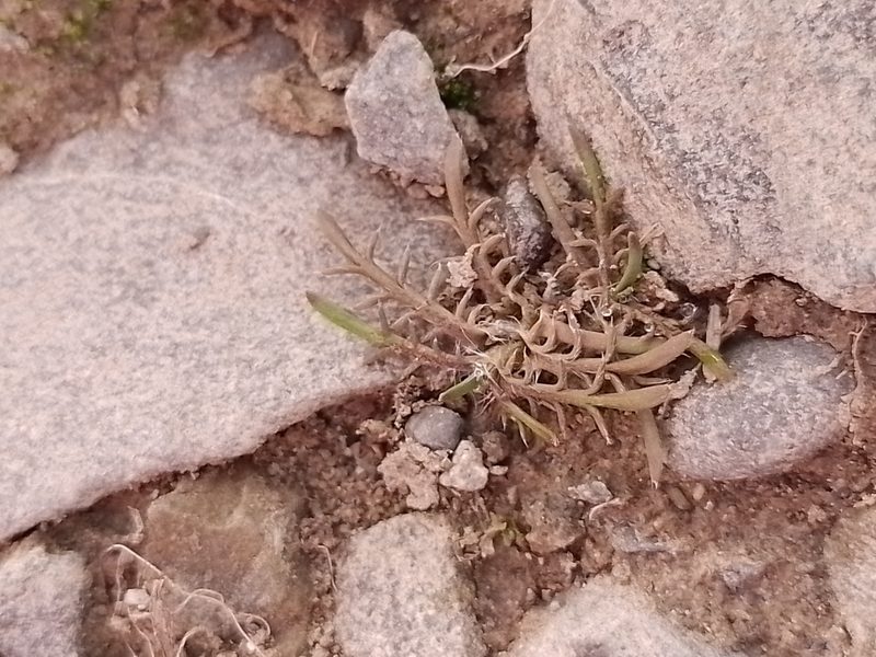 Leptinella maniototo, photographed by Joe Potter Butler