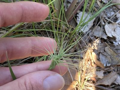 Aegilops geniculata, photographed by Marc Riera