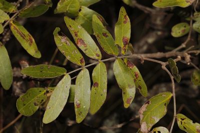Thylacanthus globiflorus, photographed by i_c_riddell