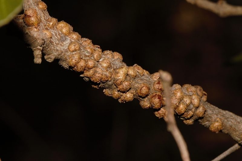 Pilostyles aethiopica, photographed by i_c_riddell