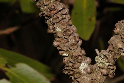 Pilostyles aethiopica, photographed by i_c_riddell